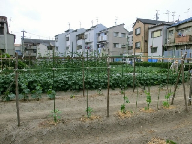 ヴィヴィ農園