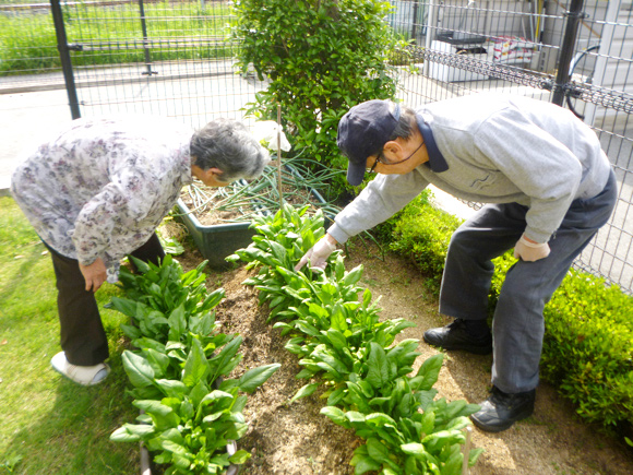 家庭菜園