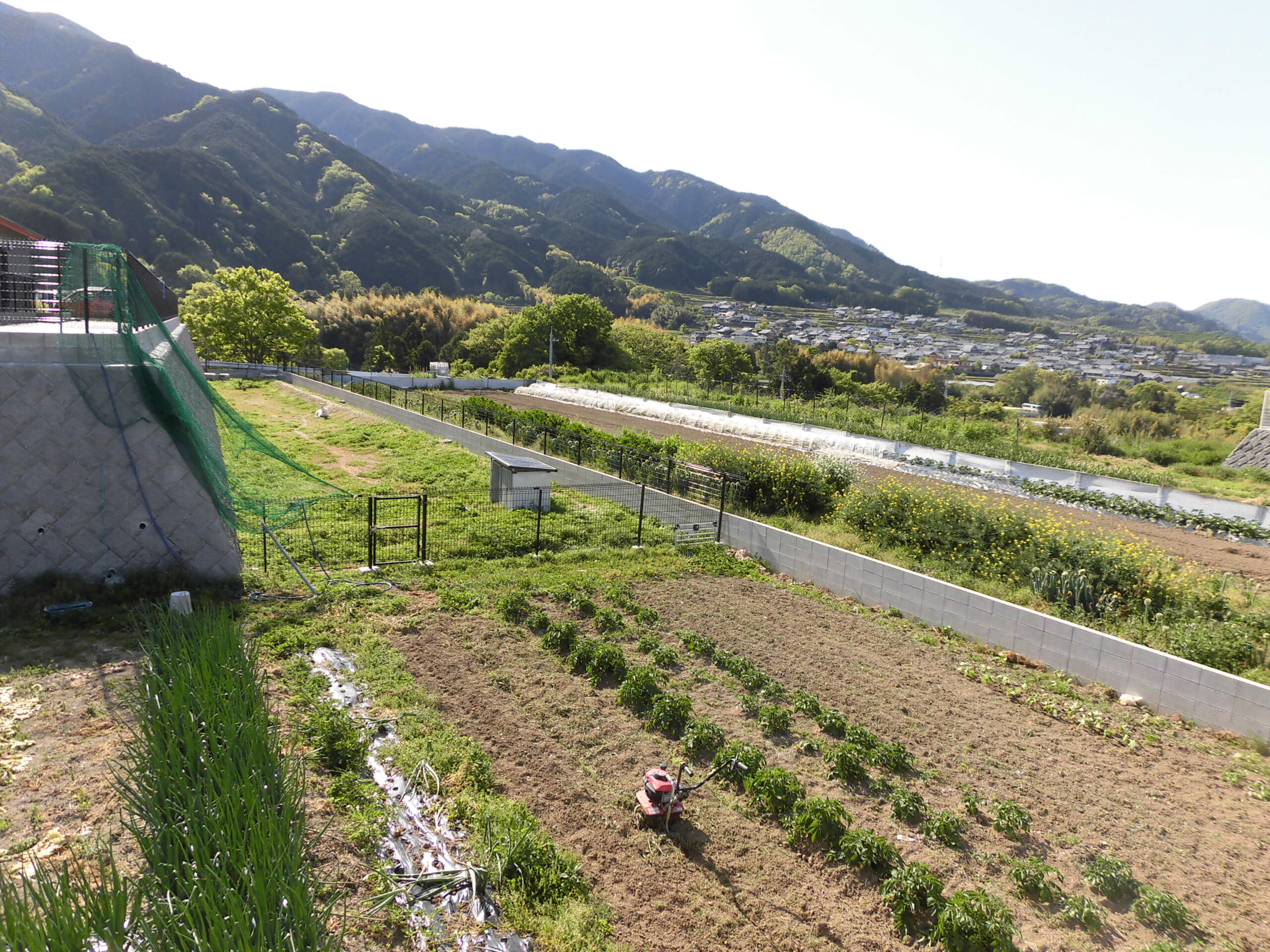 家庭菜園